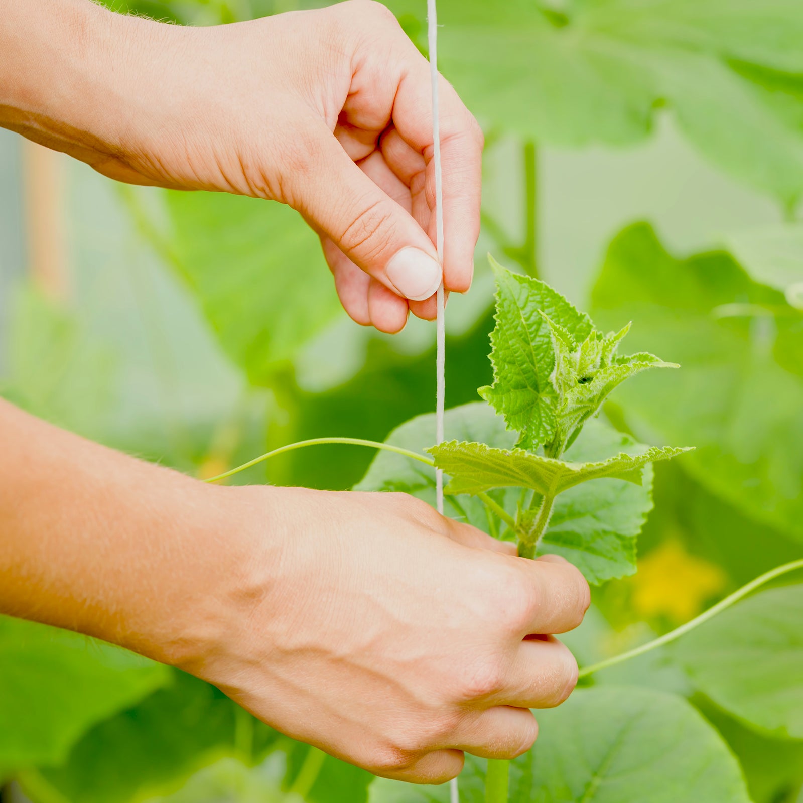 GRUNT 300m Natural Fibre Cotton Shop Twine – bulk roll of biodegradable cotton twine for retail, garden, packaging, and craft applications. Long-lasting, eco-friendly twine. Available at Bunnings AU and NZ.