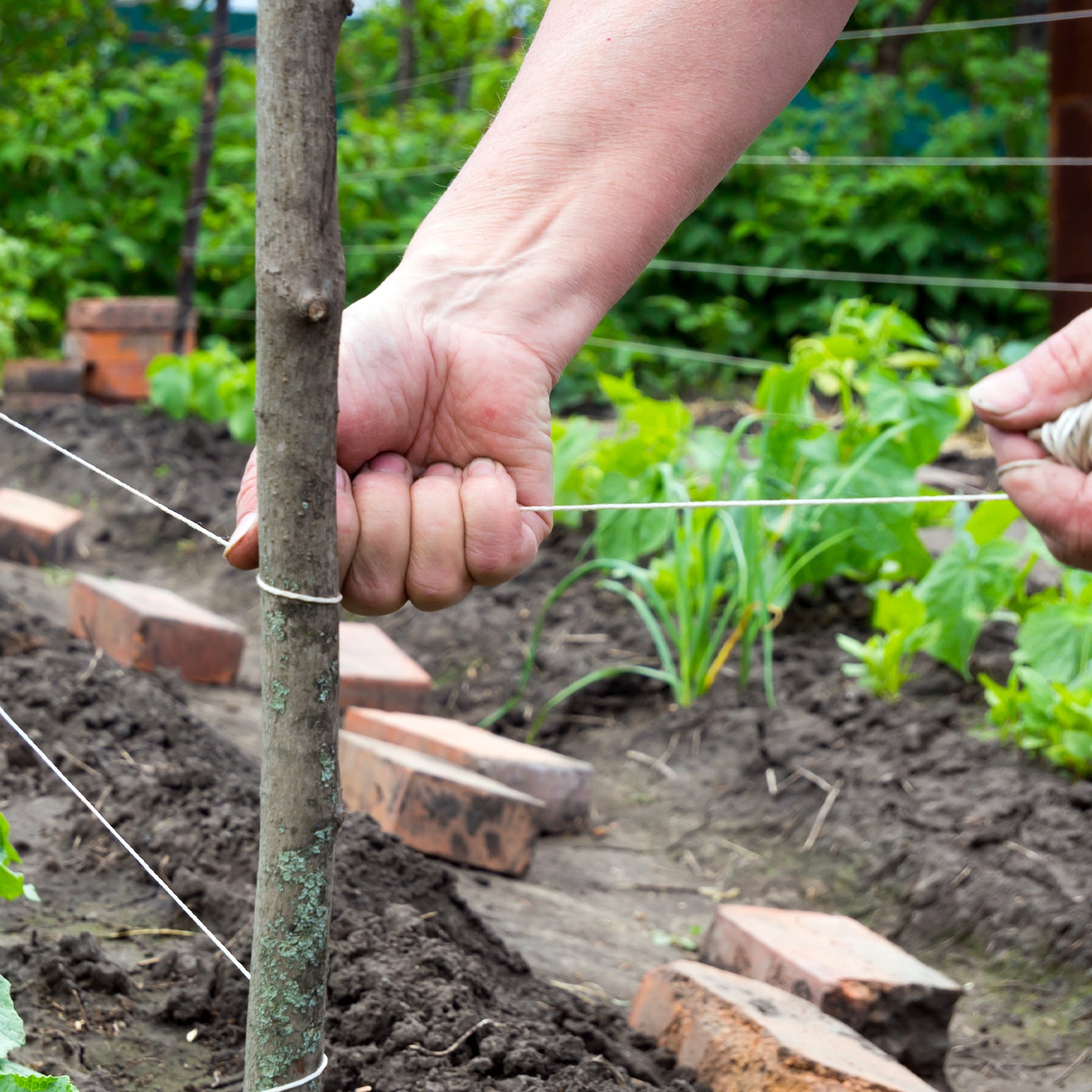 GRUNT 75m Natural Fibre Cotton Shop Twine – soft, biodegradable cotton twine for packaging, tying, crafts, and garden use. Eco-friendly and versatile. Available at Bunnings AU and NZ.